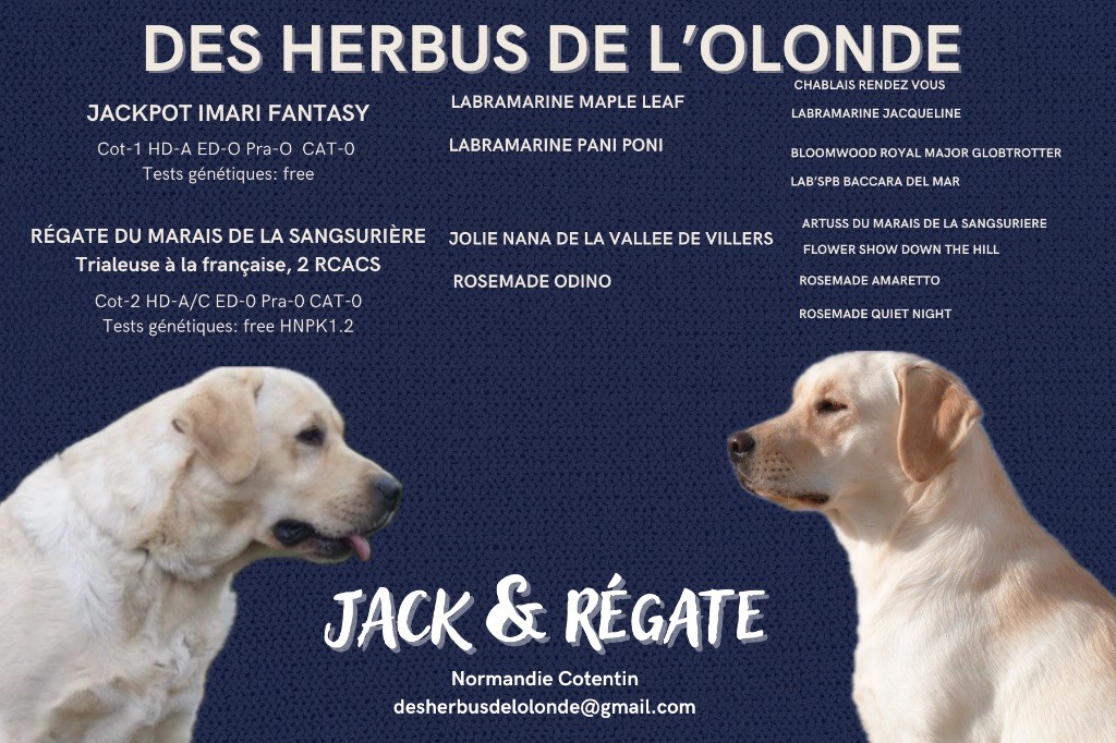 chiot Labrador Retriever Des Herbus De L'Olonde