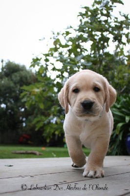 Chiot collier bleu 